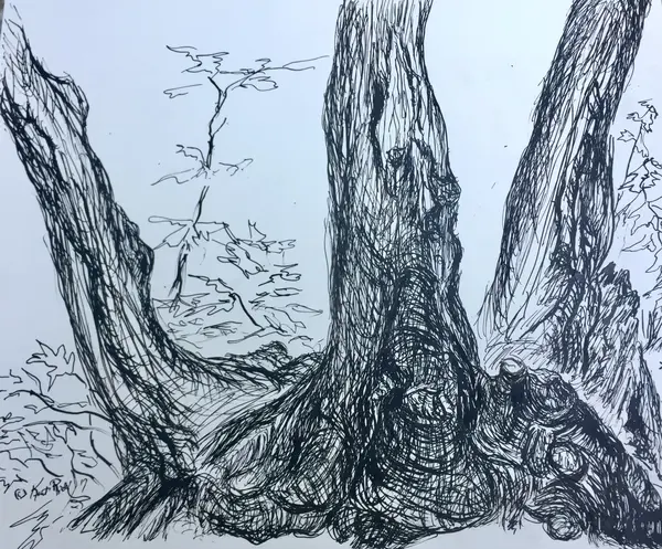 Trees With Roots In King's Fork